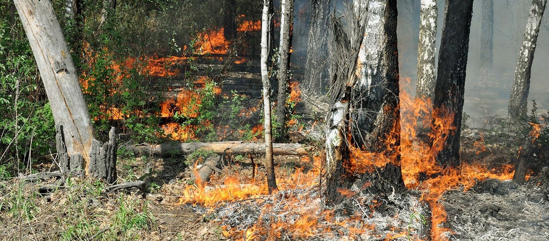 俄伊爾庫茨克州目前有12處森林火災 面積超3.5萬公頃 - 俄羅斯衛星通訊社, 1920, 11.06.2021