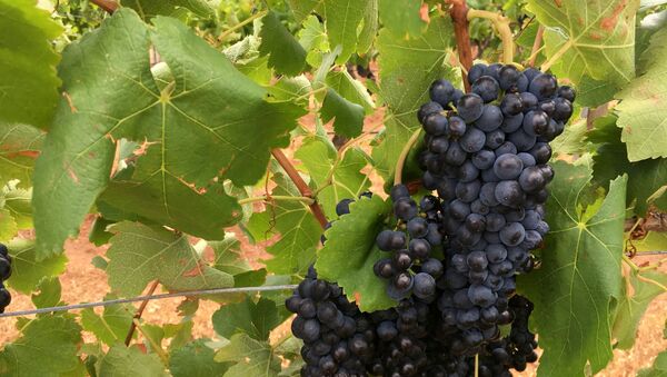 Австралийский виноград - 俄羅斯衛星通訊社