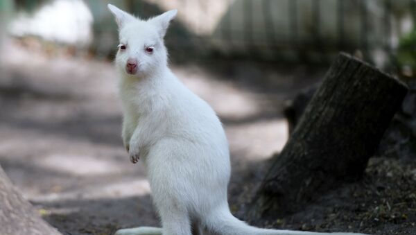 喀山市“雷吉納”私人動物園的白化袋鼠。
 - 俄羅斯衛星通訊社