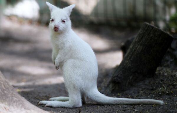喀山市“雷吉纳”私人动物园的白化袋鼠。
 - 俄罗斯卫星通讯社