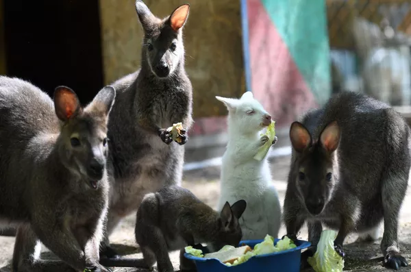 喀山市“雷吉納”私人動物園的白化袋鼠。
喀山市“雷吉納”私人動物園的白化袋鼠。
- 俄羅斯衛星通訊社