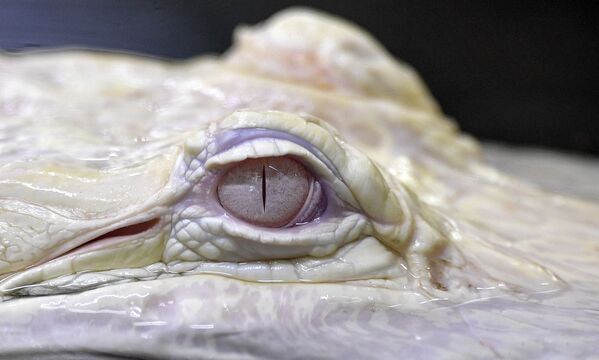 德国莱茵伯格动物园的白化短吻鳄。
 - 俄罗斯卫星通讯社
