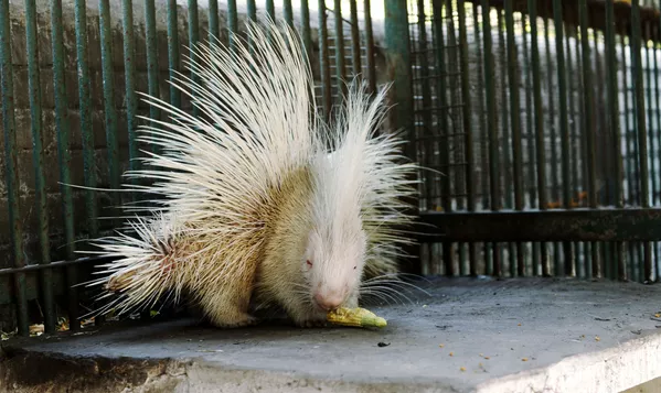 印度艾哈邁達巴德動物園的白化豪豬。
印度艾哈邁達巴德動物園的白化豪豬。
- 俄羅斯衛星通訊社