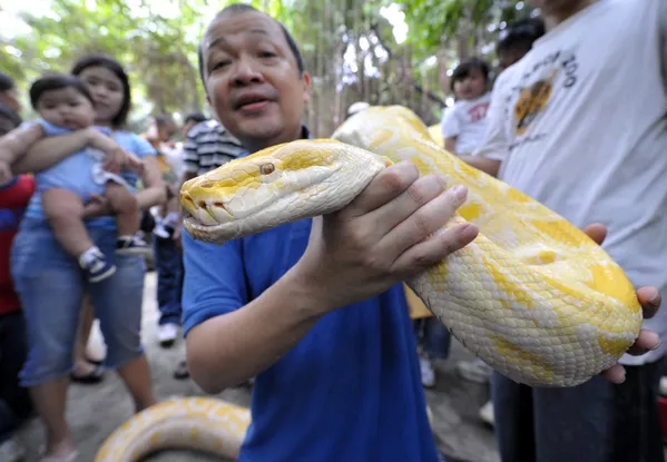 菲律賓馬尼拉市郊動物園的白化蟒。
菲律賓馬尼拉市郊動物園的白化蟒。
- 俄羅斯衛星通訊社