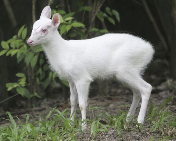 泰國曼谷杜西特動物園的白化小鹿。
 - 俄羅斯衛星通訊社