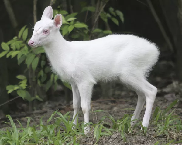 泰國曼谷杜西特動物園的白化小鹿。
泰國曼谷杜西特動物園的白化小鹿。
- 俄羅斯衛星通訊社