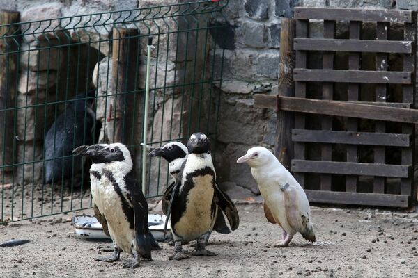 波蘭格但斯克動物園的白化企鵝。
 - 俄羅斯衛星通訊社