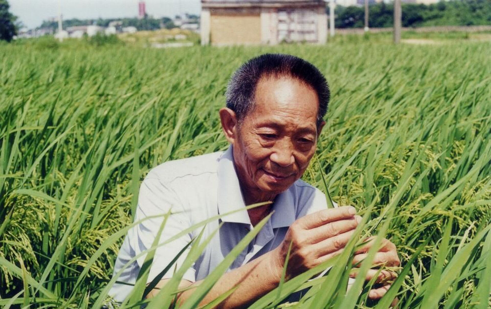 隆平高科杂交水稻种子被“偷”了_凤凰网视频_凤凰网