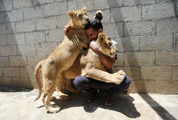 加沙居民與家養幼獅一起玩耍。 - 俄羅斯衛星通訊社