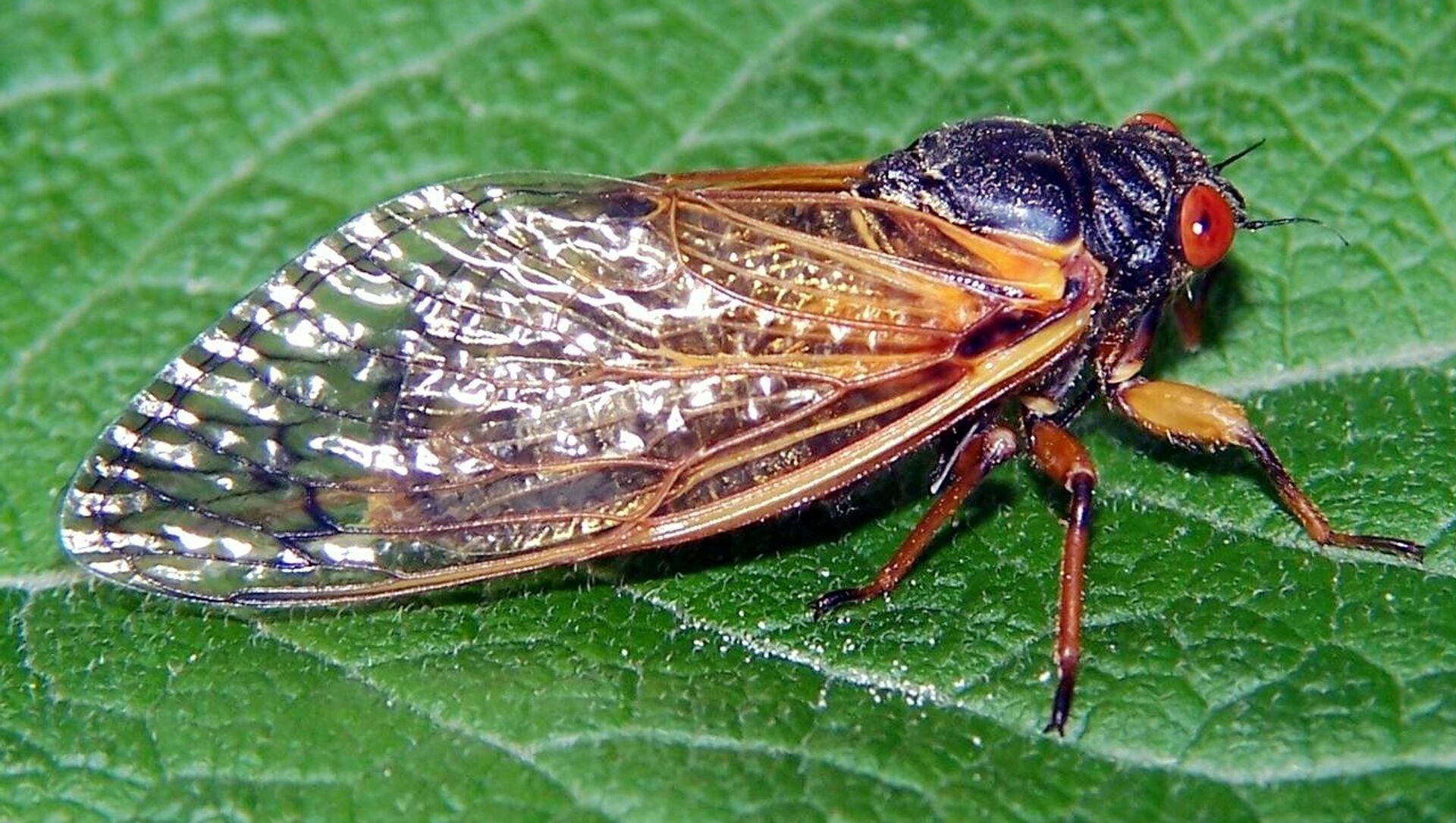 Периодическая цикада (лат. Magicicada) Периодическая цикада (лат. Magicicada) - 俄罗斯卫星通讯社, 1920, 25.05.2021