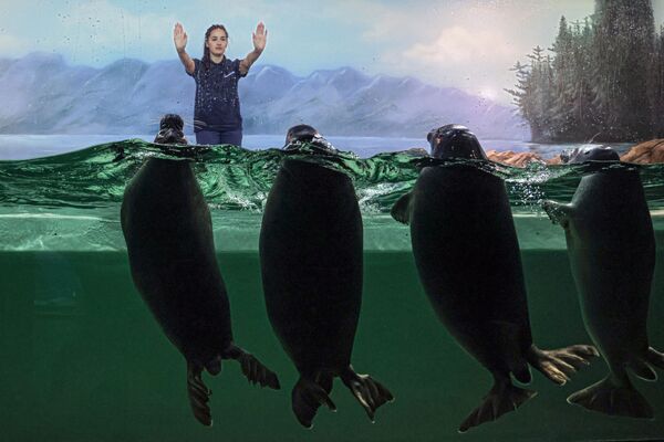 莫斯科海洋館裡的環斑海豹幼仔日。 - 俄羅斯衛星通訊社