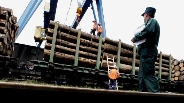 白俄木材加工厂在制裁条件下发展对中俄出口 - 俄罗斯卫星通讯社