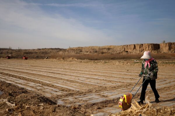 武威居民播种玉米作物。
 - 俄罗斯卫星通讯社