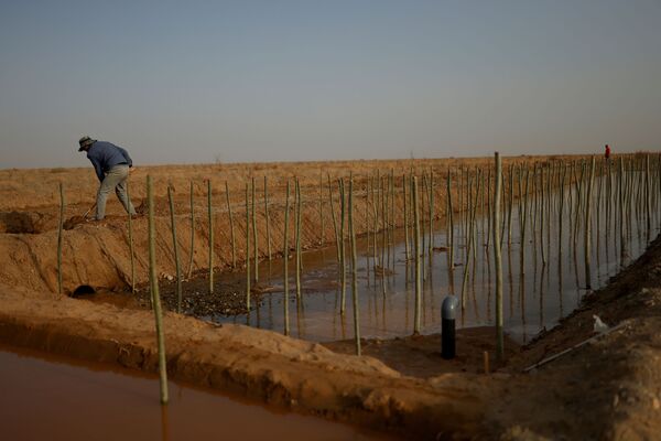 甘肃阳关林场职工在灌溉渠旁犁地。
 - 俄罗斯卫星通讯社