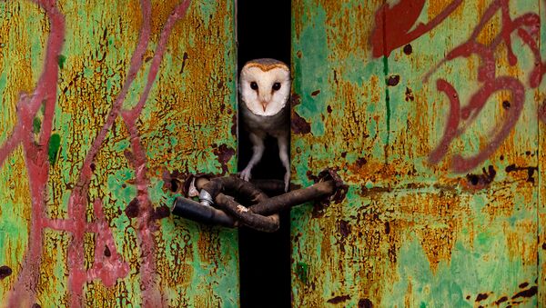 摄影师何塞·路易斯·鲁伊茨·捷梅内茨（Jose Luis Ruiz Jimenez）作品《门》获2021年自然TTL摄影师大赛城市野生动物类优评。 - 俄罗斯卫星通讯社