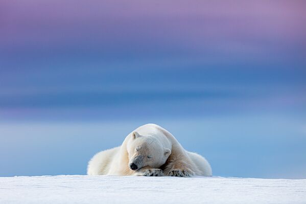 摄影师丹尼斯·斯托格斯迪尔（Dennis Stogsdill）作品《困倦北极熊》（Sleepy Polar Bear）获得2021年自然TTL摄影师大赛野生肖像类奖项。 - 俄罗斯卫星通讯社