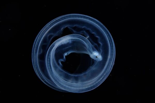 摄影师Zhi’yue Shi作《圆》（Round）获得2021年自然TTL摄影师大赛水下类第二名。 - 俄罗斯卫星通讯社
