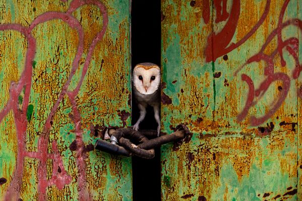 攝影師何塞·路易斯·魯伊茨·捷梅內茨（Jose Luis Ruiz Jimenez）作品《門》獲2021年自然TTL攝影師大賽城市野生動物類優評。 - 俄羅斯衛星通訊社