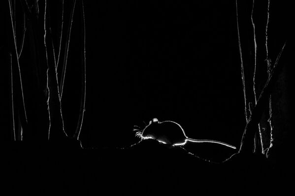 摄影师约翰·福尔斯通（John Formstone）作品《木老鼠的轮廓》（Silhouetted Wood Mouse）获得2021年自然TTL摄影师大赛隐蔽摄影类奖项。 - 俄罗斯卫星通讯社