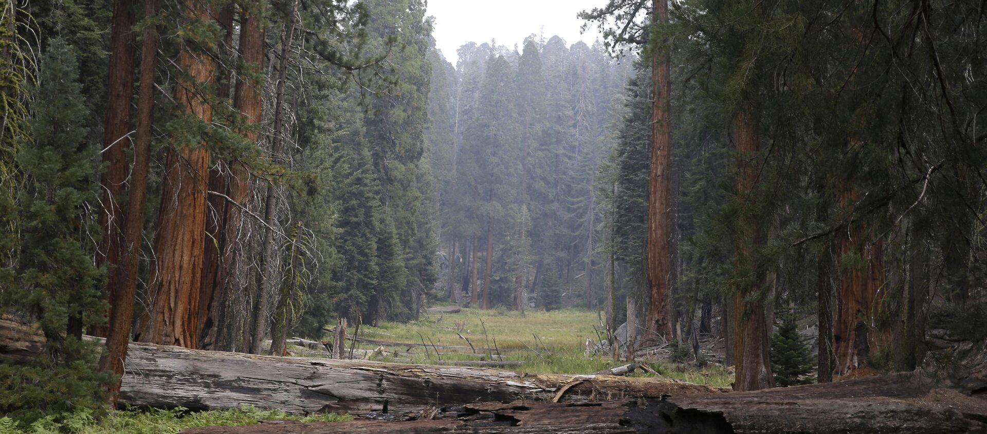 媒体：加州火灾摧毁全球10%的美洲杉树 - 俄罗斯卫星通讯社, 1920, 03.06.2021