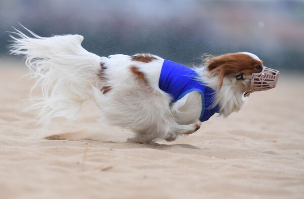 俄罗斯育犬联合会举办赛狗锦标赛。
 - 俄罗斯卫星通讯社
