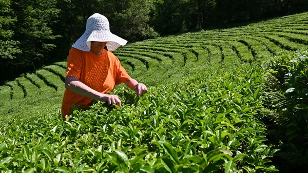 索契茶 - 俄羅斯衛星通訊社
