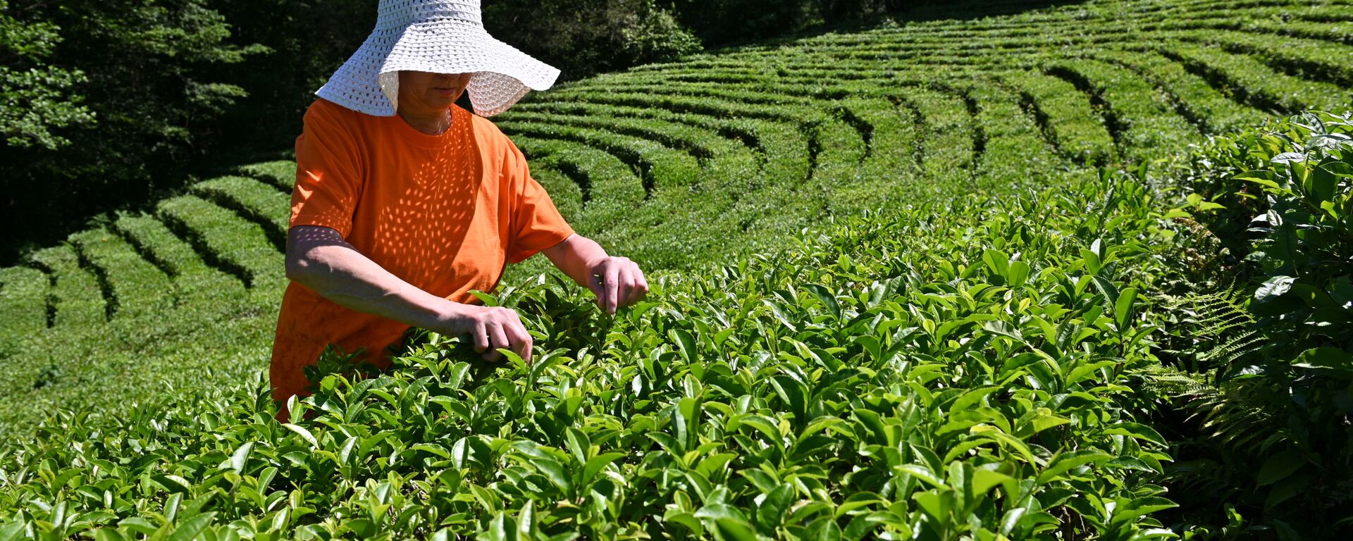 索契茶 - 俄罗斯卫星通讯社, 1920, 08.07.2025