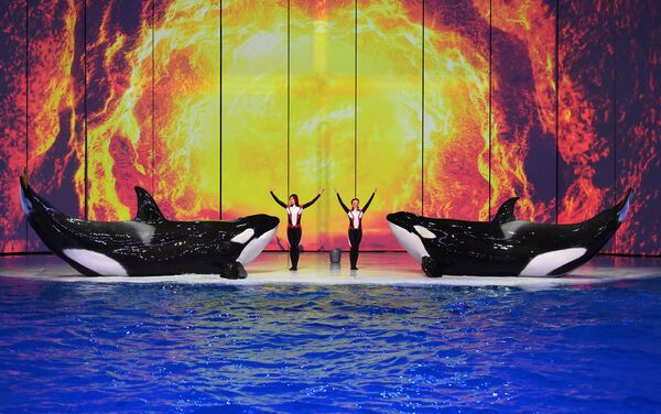 莫斯科水世界举行《梦之夏夜》表演秀。
 - 俄罗斯卫星通讯社