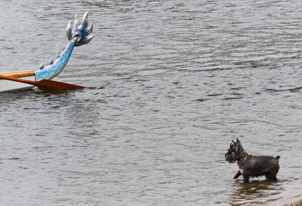 一隻小狗在水中觀看第41屆天才極限運動世界錦標賽龍舟比賽。 - 俄羅斯衛星通訊社