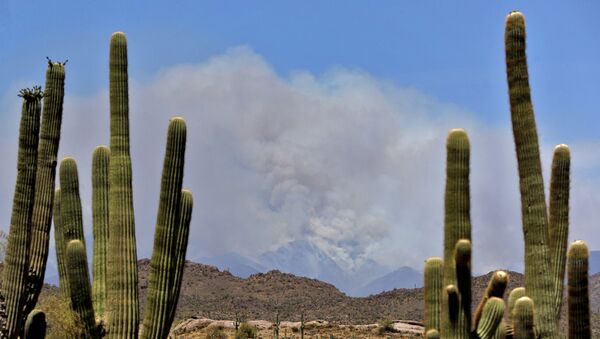 媒體：美國亞利桑那州林火覆蓋2.4萬多公頃面積 - 俄羅斯衛星通訊社