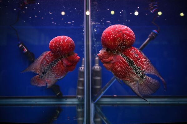 曼谷熱帶觀賞魚展上兩條羅漢魚在不同的魚缸里相互對望 - 俄羅斯衛星通訊社