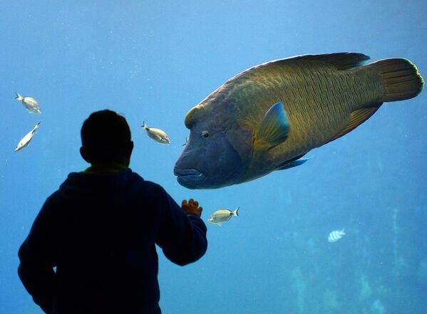 波兰弗罗茨瓦夫动物园最近开放的非洲水族馆里的一条波纹唇鱼（拿破仑鱼） - 俄罗斯卫星通讯社