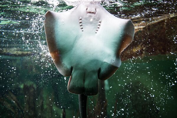 法國聖馬洛大水族館裡一隻游動的魔鬼魚 - 俄羅斯衛星通訊社