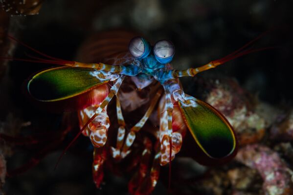印度尼西亞北蘇拉威西省藍碧海峽海底的一隻螳螂蝦 - 俄羅斯衛星通訊社