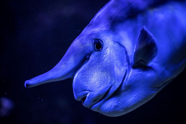 巴黎熱帶水族館裡的突角鼻魚 - 俄羅斯衛星通訊社