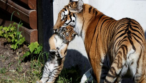 著名的老虎“阿穆尔”所生的虎崽能够参加国际繁殖计划 - 俄罗斯卫星通讯社