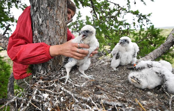 鸟类学家在阿尔塔耶萨扬地区修复阿尔泰猎鹰栖息地 - 俄罗斯卫星通讯社