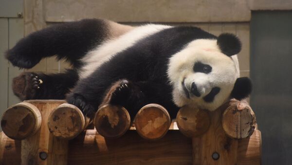 東京上野動物園兩只大熊貓幼崽取名“蕾蕾”和“曉曉” - 俄羅斯衛星通訊社