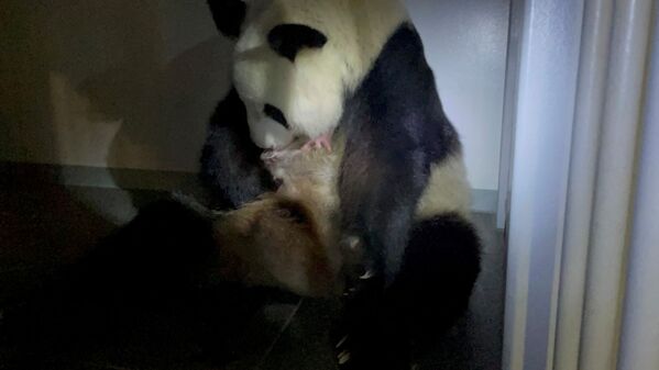 東京動物園喜迎大熊貓雙胞胎幼崽 - 俄羅斯衛星通訊社