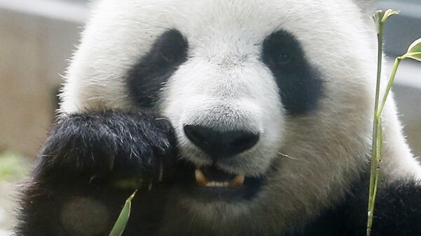 旅新大熊猫“叻叻”平安抵达成都 - 俄罗斯卫星通讯社
