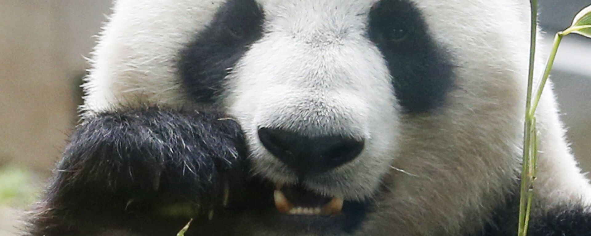Панда Син Син есть бамбук в зоопарке Ueno в Токио  - 俄羅斯衛星通訊社, 1920, 24.11.2025