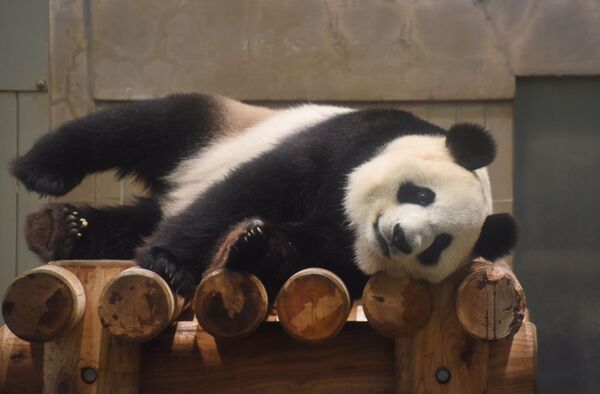 東京動物園喜迎大熊貓雙胞胎幼崽 - 俄羅斯衛星通訊社