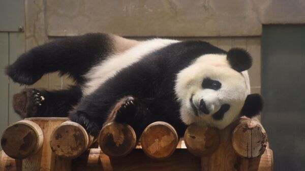 大熊猫 (资料图片) - 俄罗斯卫星通讯社