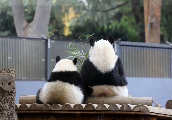 东京动物园喜迎大熊猫双胞胎幼崽 - 俄罗斯卫星通讯社