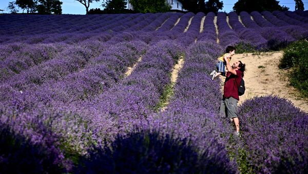 意大利田野里的薰衣草花海 - 俄罗斯卫星通讯社