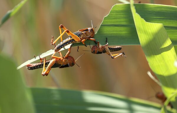 俄罗斯卫星社上周最佳照片 - 俄罗斯卫星通讯社