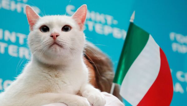 圣彼得堡的小猫“阿西尔”预测土耳其-意大利之战的结果 - 俄罗斯卫星通讯社