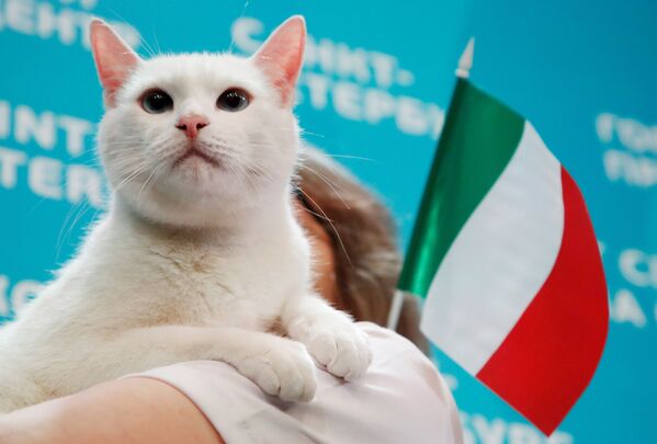 聖彼得堡的小貓“阿西爾”預測土耳其-意大利之戰的結果 - 俄羅斯衛星通訊社