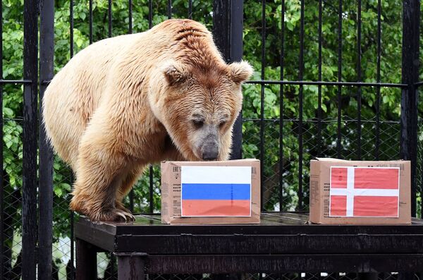 名为“帕米尔”的熊预测俄罗斯队会战胜丹麦队 - 俄罗斯卫星通讯社