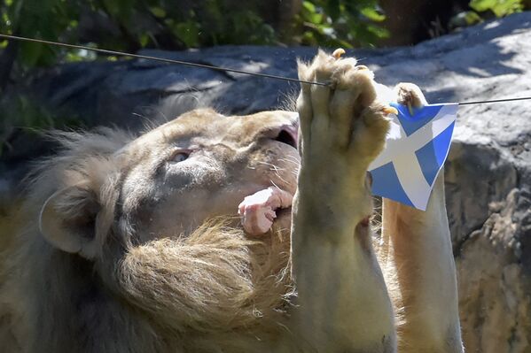 一頭在泰國的獅子選擇吃蘇格蘭旗下的肉 - 俄羅斯衛星通訊社